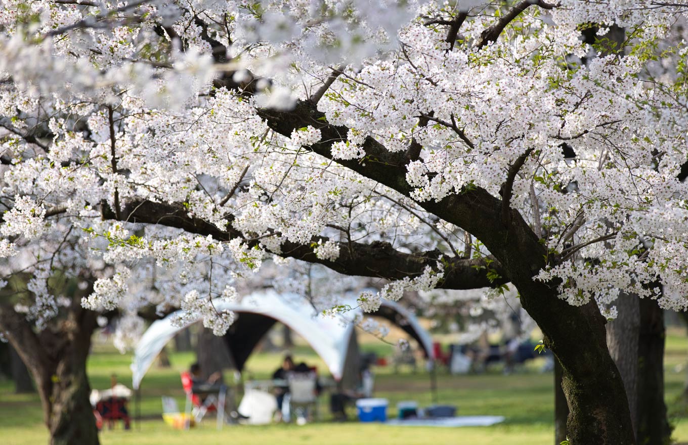 桜