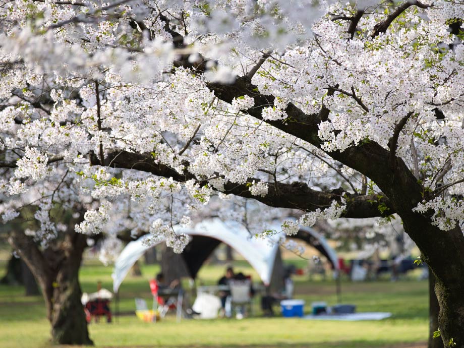 浜寺公園の桜