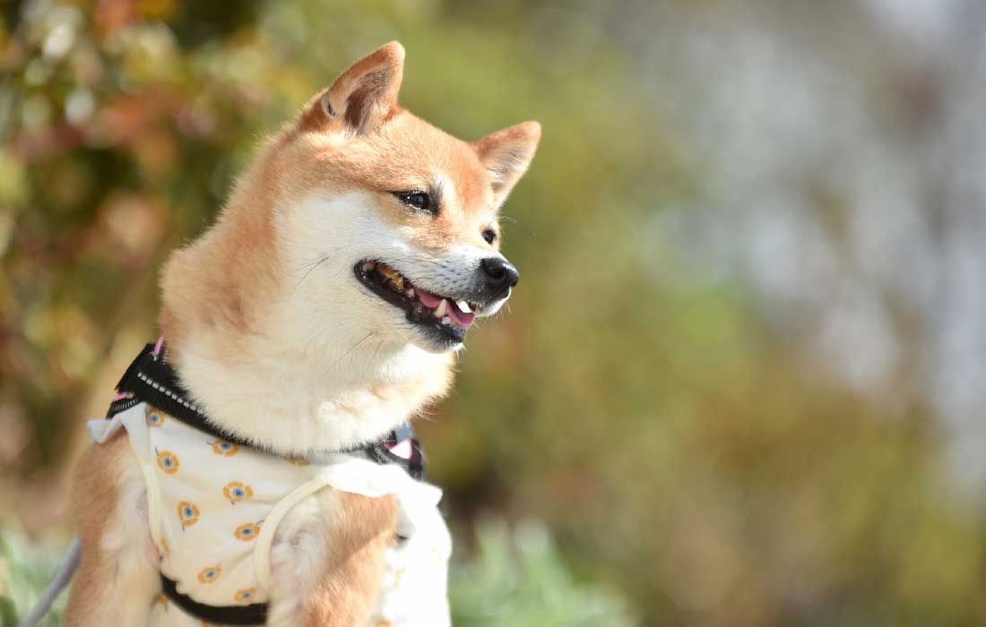 犬