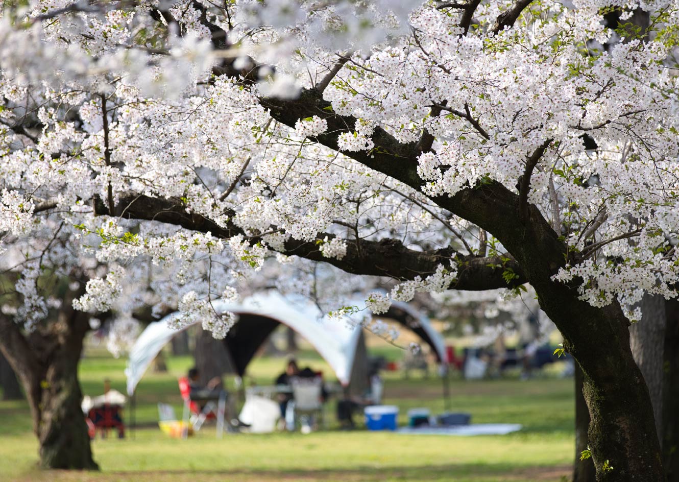 浜寺公園