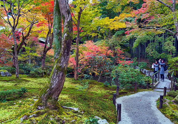 京都の気候に合わせた植栽 ※参考写真