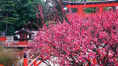 下鴨神社（春）