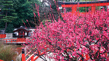 下鴨神社(春)