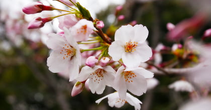 image photo