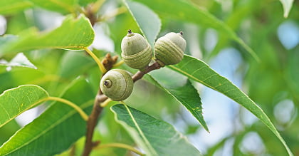 image photo