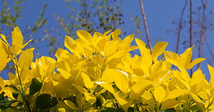 image photo